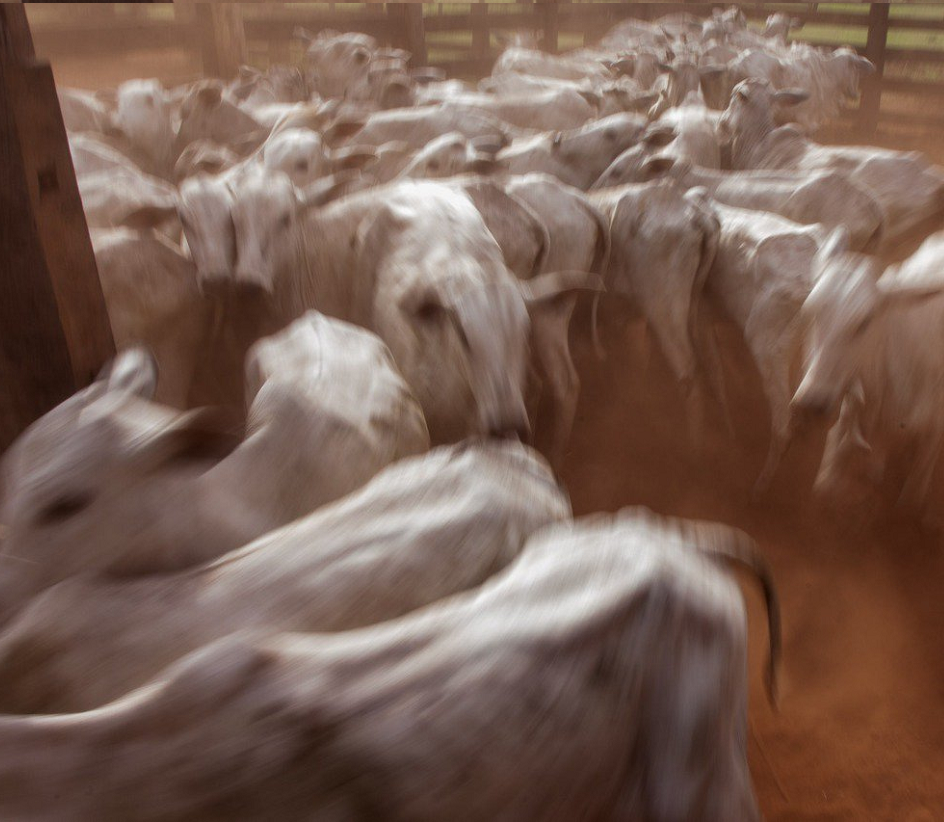 Outros abatedouros serão visitados para checar condições e ocorrência de trabalho infantil (Foto: Marcio Isensee e Sá/Repórter Brasil)