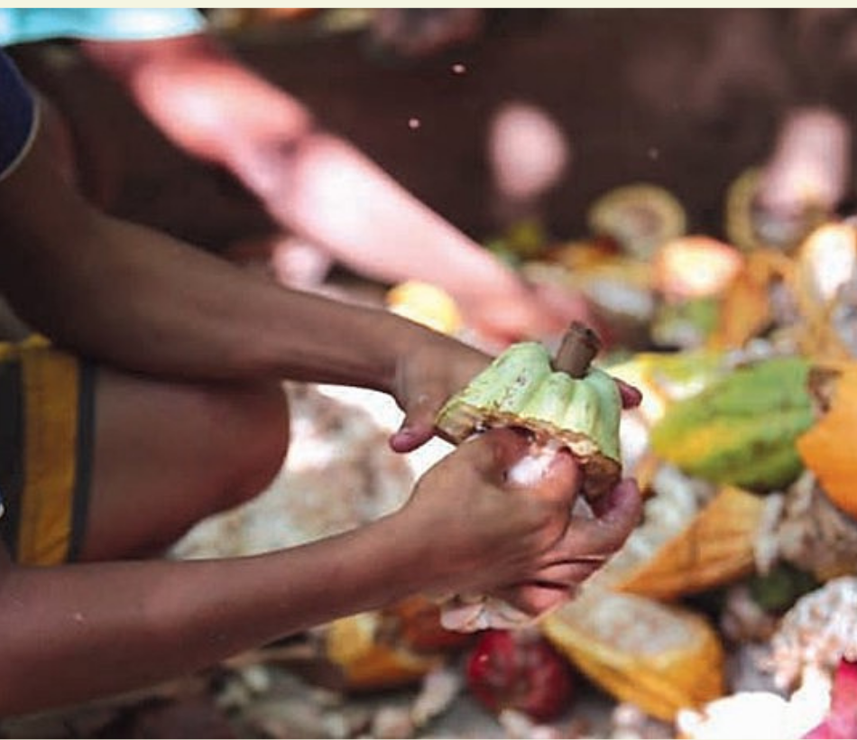 Processo inédito na cadeia produtiva do chocolate cobra empresas por trabalho infantil forçado em plantações de cacau na Costa do Marfim - Divulgação/MPT