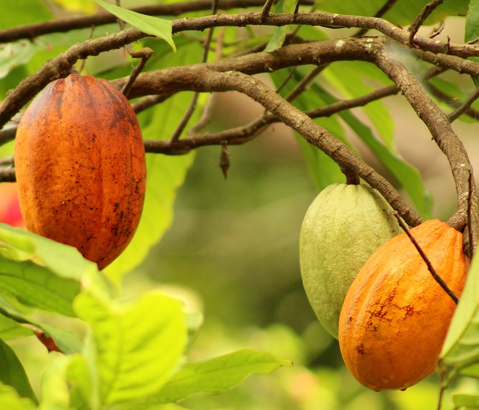 Chocolate pode ter o gosto amargo do trabalho infantil (Foto: Pixabay)